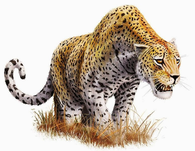 Không phải hổ, cũng chẳng phải sư tử, báo đốm mới là loài đầu tiên cạnh tranh với hổ răng kiếm! - Ảnh 6. Không phải hổ, cũng chẳng phải sư tử, báo đốm mới là loài đầu tiên cạnh tranh với hổ răng kiếm! - Ảnh 6.