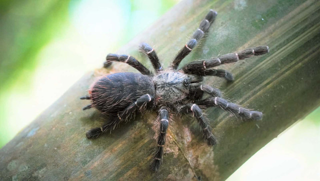 Phát hiện loài nhện Tarantula mới ẩn nấp bên trong thân tre - Ảnh 1.
