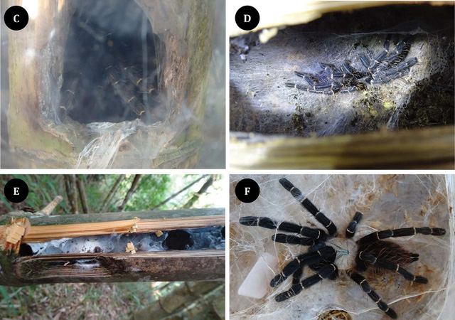 Phát hiện loài nhện Tarantula mới ẩn nấp bên trong thân tre - Ảnh 2.