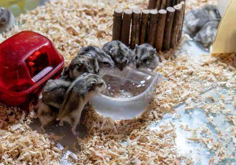 Hamster-family-drinking-water-from-clear-small-bowl-in-their-place.jpg