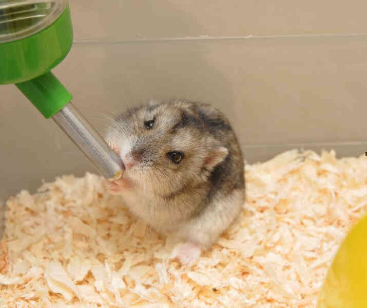 Hamster-Go-Without-Water-9-9-1.jpg