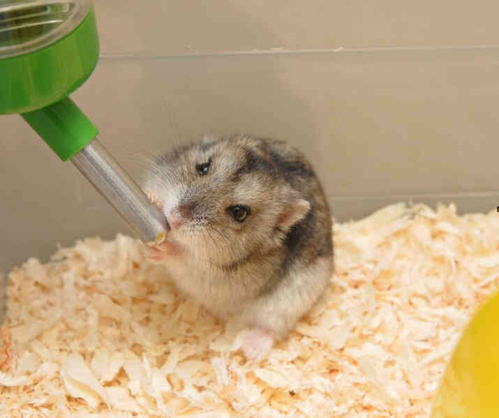 Hamster-Go-Without-Water-9-9-1.jpg Hamster-Go-Without-Water-9-9-1.jpg