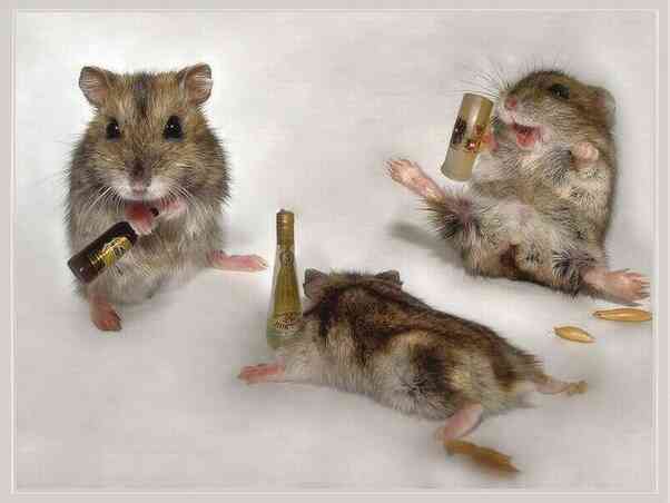 Why-is-my-hamster-acting-drunk.jpg Why-is-my-hamster-acting-drunk.jpg