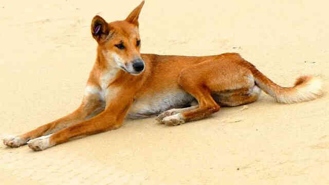 Dingo - Loài động vật kiên cường nhất trong thiên nhiên hoang dã của Châu Úc!