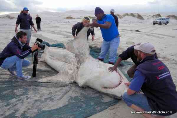 great-white-shark.jpg