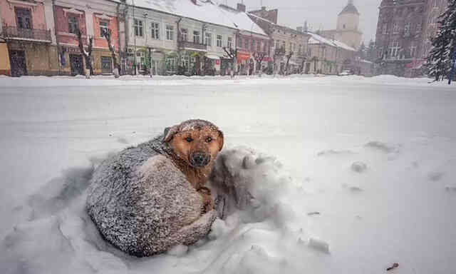 Nga: Bé gái 10 tuổi đi lạc, sống sót qua cơn bão tuyết nhờ ôm chặt chú chó hoang trong suốt 18 tiếng - Ảnh 3.