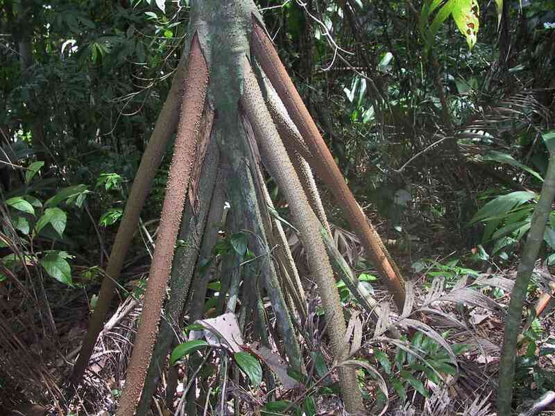 Cây đi bộ của Ecuador: Chúng được báo cáo là di chuyển tới 20 mét mỗi năm - Ảnh 2. Cây đi bộ của Ecuador: Chúng được báo cáo là di chuyển tới 20 mét mỗi năm - Ảnh 2.