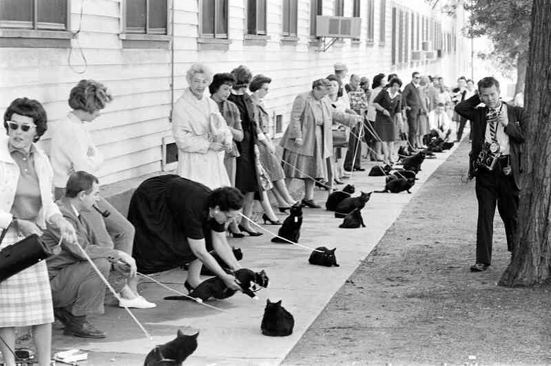 Những bức ảnh hiếm về cuộc tuyển chọn diễn viên mèo của Hollywood năm 1961