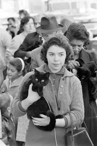 Những bức ảnh hiếm về cuộc tuyển chọn diễn viên mèo của Hollywood năm 1961