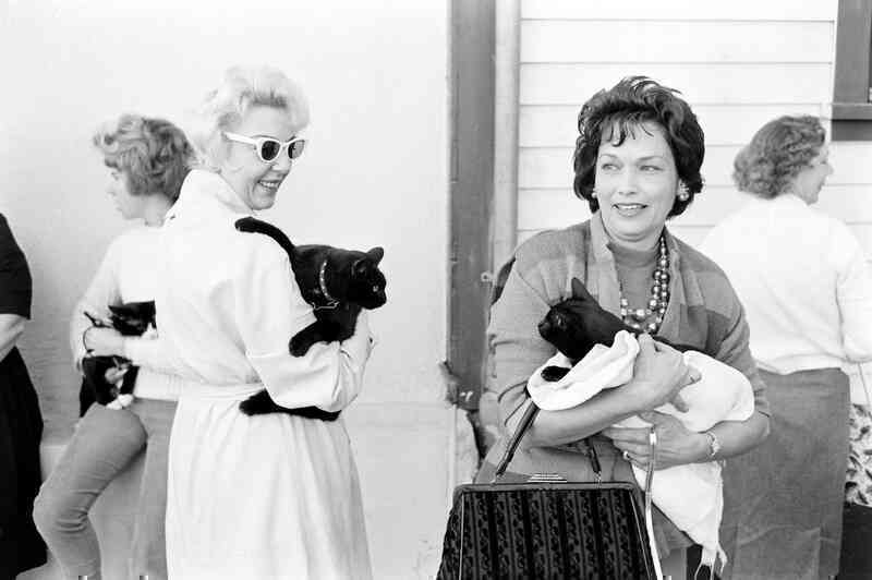 Những bức ảnh hiếm về cuộc tuyển chọn diễn viên mèo của Hollywood năm 1961