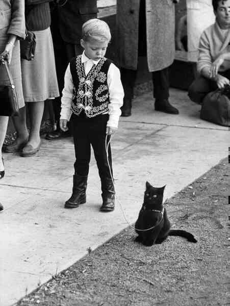 Những bức ảnh hiếm về cuộc tuyển chọn diễn viên mèo của Hollywood năm 1961