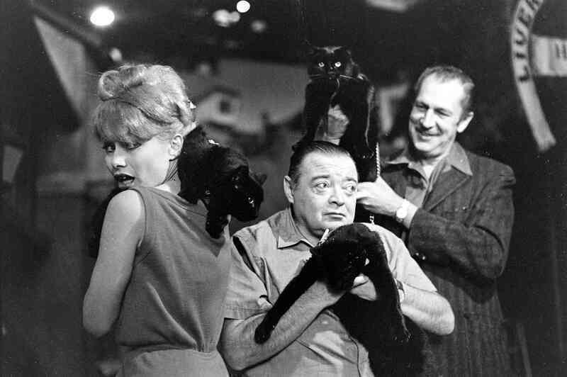 Những bức ảnh hiếm về cuộc tuyển chọn diễn viên mèo của Hollywood năm 1961