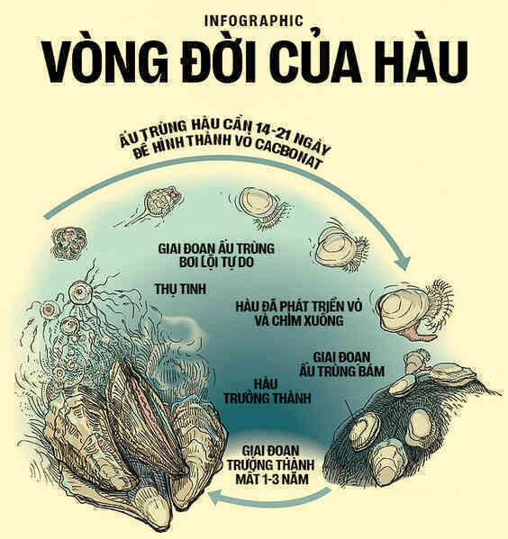 Biển hấp thụ 22 triệu tấn CO2 mỗi ngày, chúng đang làm tan vỏ hàu, tẩy trắng san hô và khiến cả đại dương axit hóa