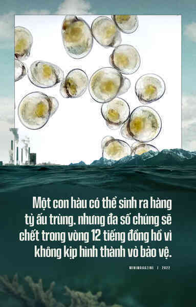 Biển hấp thụ 22 triệu tấn CO2 mỗi ngày, chúng đang làm tan vỏ hàu, tẩy trắng san hô và khiến cả đại dương axit hóa - Ảnh 2. Biển hấp thụ 22 triệu tấn CO2 mỗi ngày, chúng đang làm tan vỏ hàu, tẩy trắng san hô và khiến cả đại dương axit hóa - Ảnh 2.