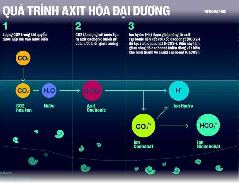 Biển hấp thụ 22 triệu tấn CO2 mỗi ngày, chúng đang làm tan vỏ hàu, tẩy trắng san hô và khiến cả đại dương axit hóa - Ảnh 11. Biển hấp thụ 22 triệu tấn CO2 mỗi ngày, chúng đang làm tan vỏ hàu, tẩy trắng san hô và khiến cả đại dương axit hóa - Ảnh 11.