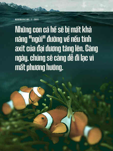 Biển hấp thụ 22 triệu tấn CO2 mỗi ngày, chúng đang làm tan vỏ hàu, tẩy trắng san hô và khiến cả đại dương axit hóa - Ảnh 15. Biển hấp thụ 22 triệu tấn CO2 mỗi ngày, chúng đang làm tan vỏ hàu, tẩy trắng san hô và khiến cả đại dương axit hóa - Ảnh 15.