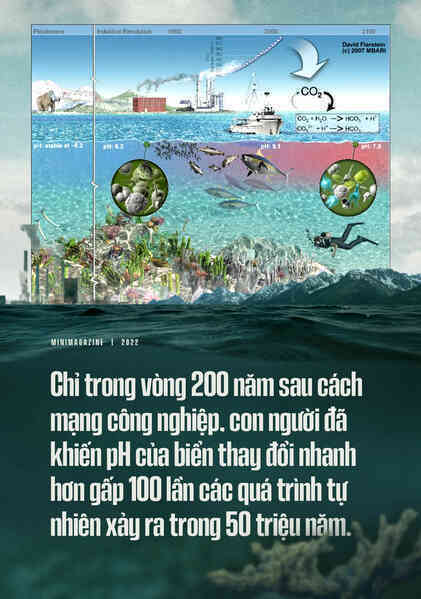 Biển hấp thụ 22 triệu tấn CO2 mỗi ngày, chúng đang làm tan vỏ hàu, tẩy trắng san hô và khiến cả đại dương axit hóa - Ảnh 19. Biển hấp thụ 22 triệu tấn CO2 mỗi ngày, chúng đang làm tan vỏ hàu, tẩy trắng san hô và khiến cả đại dương axit hóa - Ảnh 19.