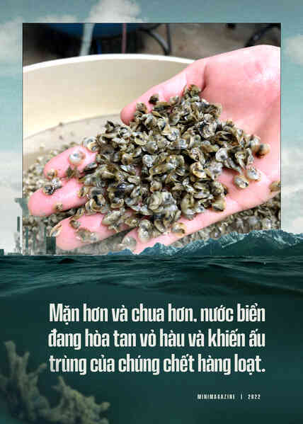 Biển hấp thụ 22 triệu tấn CO2 mỗi ngày, chúng đang làm tan vỏ hàu, tẩy trắng san hô và khiến cả đại dương axit hóa - Ảnh 3. Biển hấp thụ 22 triệu tấn CO2 mỗi ngày, chúng đang làm tan vỏ hàu, tẩy trắng san hô và khiến cả đại dương axit hóa - Ảnh 3.