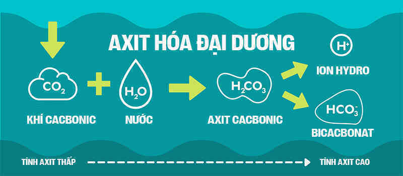 Biển hấp thụ 22 triệu tấn CO2 mỗi ngày, chúng đang làm tan vỏ hàu, tẩy trắng san hô và khiến cả đại dương axit hóa - Ảnh 8. Biển hấp thụ 22 triệu tấn CO2 mỗi ngày, chúng đang làm tan vỏ hàu, tẩy trắng san hô và khiến cả đại dương axit hóa - Ảnh 8.