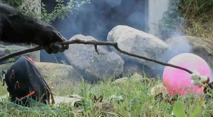 Kanzi: Con tinh tinh vô cùng thông minh, có thể tự nhóm lửa và nấu chín đồ ăn - Ảnh 8. Kanzi: Con tinh tinh vô cùng thông minh, có thể tự nhóm lửa và nấu chín đồ ăn - Ảnh 8.