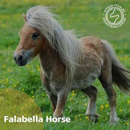 Falabella - Giống ngựa nhỏ nhất thế giới - Ảnh 4. Falabella - Giống ngựa nhỏ nhất thế giới - Ảnh 4.