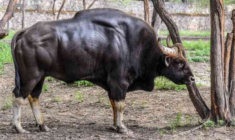 Gaur: Loài lớn nhất và cao nhất trong số các loài gia súc hoang dã - Ảnh 5. Gaur: Loài lớn nhất và cao nhất trong số các loài gia súc hoang dã - Ảnh 5.