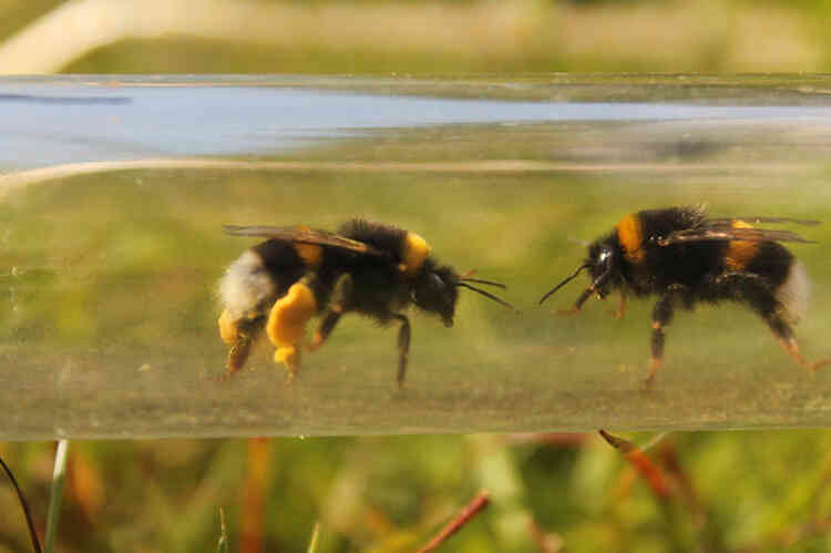 'Hợp tác' cùng nhau mở nắp chai nước ngọt: Video minh chứng cho trí thông minh bất ngờ của loài ong