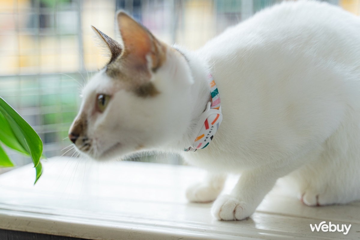 Dùng thử vòng theo dõi sức khỏe thú cưng Petkit Fit 3: Rẻ, đẹp, pin siêu bền