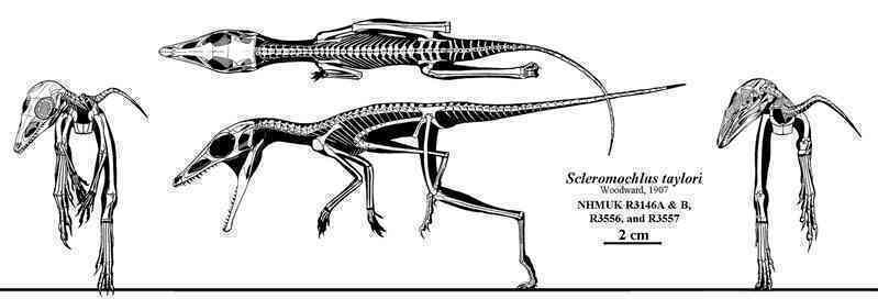 Scleromochlus taylori: Loài bò sát tí họ của kỷ Trias, có họ hàng gần với Pterosaurs - Ảnh 2. Scleromochlus taylori: Loài bò sát tí họ của kỷ Trias, có họ hàng gần với Pterosaurs - Ảnh 2.