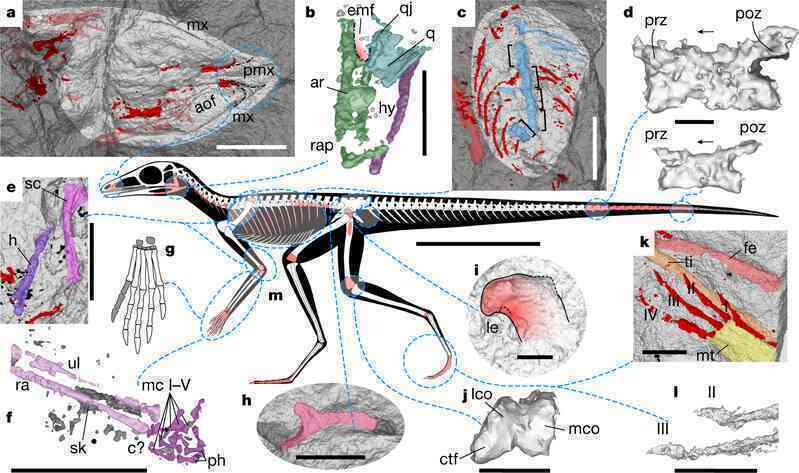 Scleromochlus taylori: Loài bò sát tí họ của kỷ Trias, có họ hàng gần với Pterosaurs - Ảnh 3.