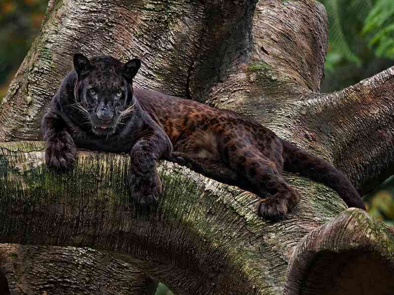 Những sự thật bất ngờ về Black Panther - báo đen!