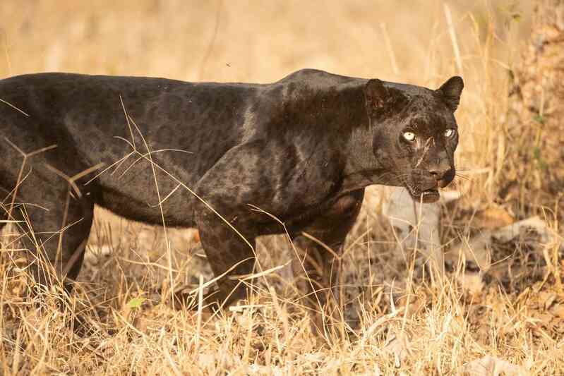 Những sự thật bất ngờ về Black Panther - báo đen! - Ảnh 2. Những sự thật bất ngờ về Black Panther - báo đen! - Ảnh 2.