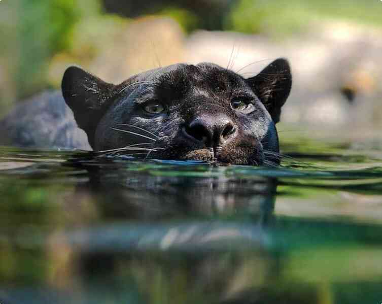 Những sự thật bất ngờ về Black Panther - báo đen! - Ảnh 4. Những sự thật bất ngờ về Black Panther - báo đen! - Ảnh 4.
