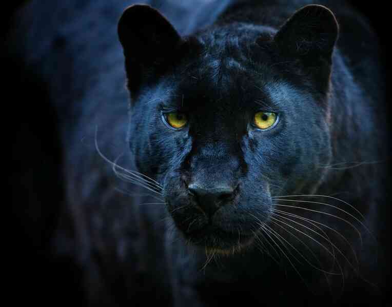 Những sự thật bất ngờ về Black Panther - báo đen! - Ảnh 5. Những sự thật bất ngờ về Black Panther - báo đen! - Ảnh 5.
