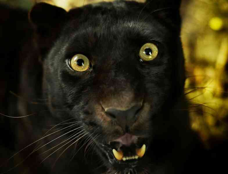 Những sự thật bất ngờ về Black Panther - báo đen! - Ảnh 6. Những sự thật bất ngờ về Black Panther - báo đen! - Ảnh 6.