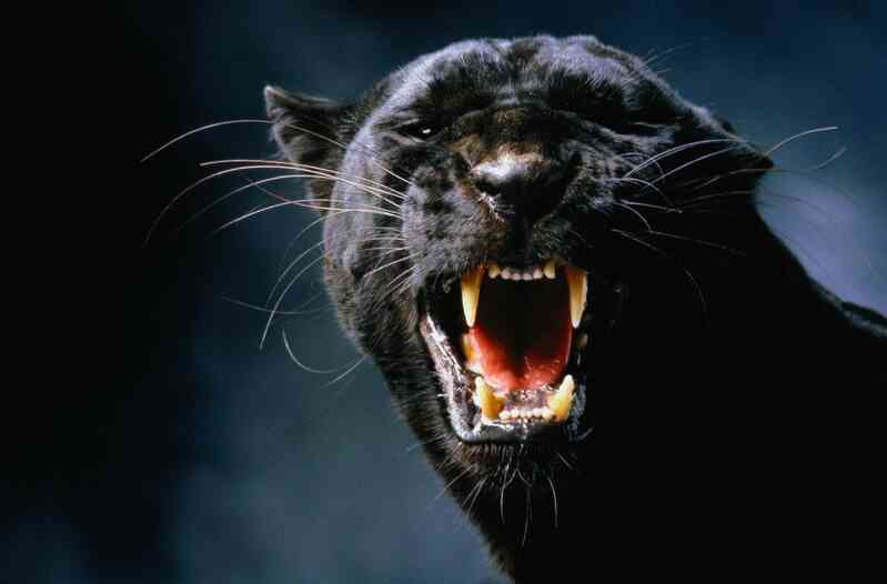 Những sự thật bất ngờ về Black Panther - báo đen! - Ảnh 7. Những sự thật bất ngờ về Black Panther - báo đen! - Ảnh 7.