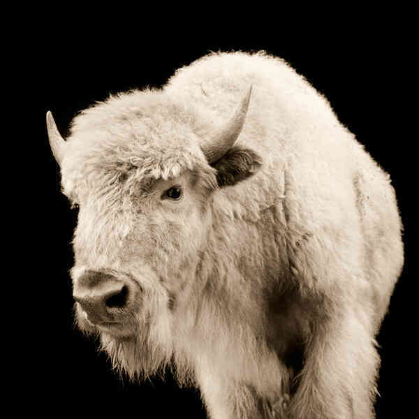 Vì sao bò rừng trắng được coi là biểu tượng thiêng liêng của bộ tộc Lakota?