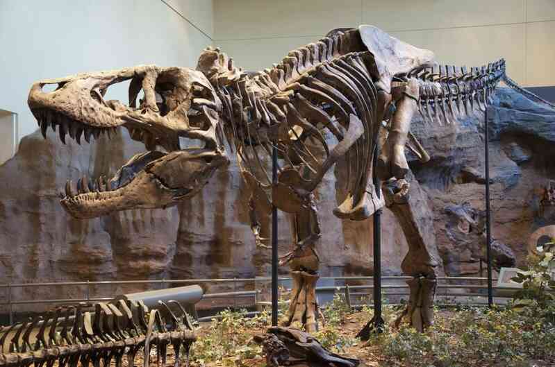 Nghiên cứu mới phát hiện ra rằng khủng long T. Rex có thể lớn hơn 70% so với những gì chúng ta đã biết! - Ảnh 2. Nghiên cứu mới phát hiện ra rằng khủng long T. Rex có thể lớn hơn 70% so với những gì chúng ta đã biết! - Ảnh 2.