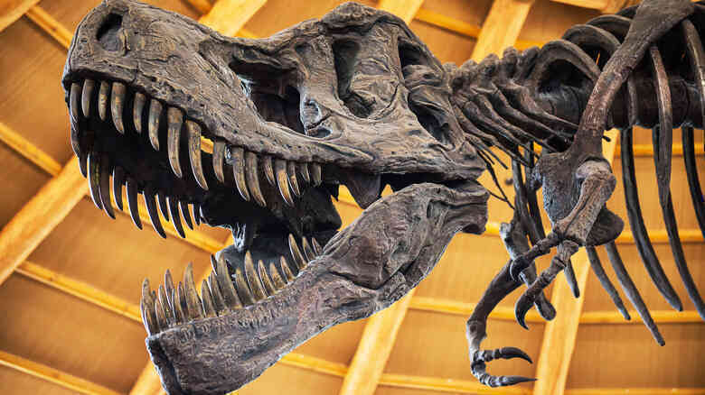 Nghiên cứu mới phát hiện ra rằng khủng long T. Rex có thể lớn hơn 70% so với những gì chúng ta đã biết! - Ảnh 3. Nghiên cứu mới phát hiện ra rằng khủng long T. Rex có thể lớn hơn 70% so với những gì chúng ta đã biết! - Ảnh 3.