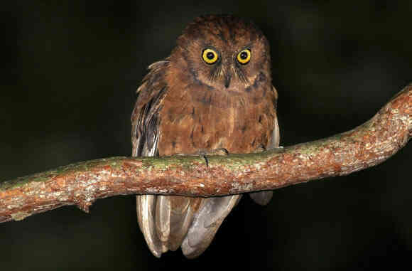 Phát hiện ra loài cú mèo Scops-Owl mới ở Châu Phi