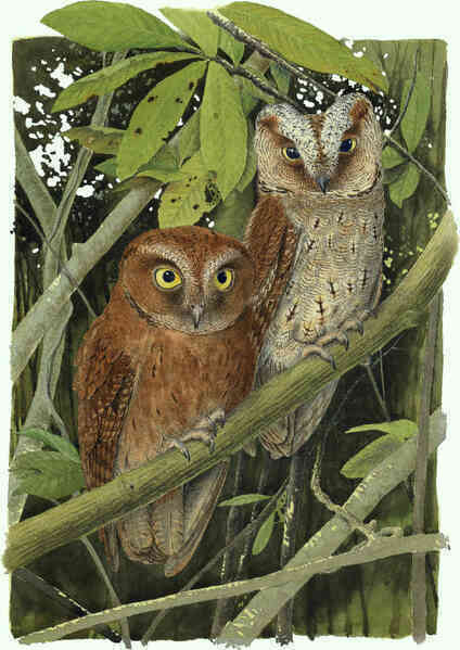 Đã phát hiện ra loài cú mèo Scops-Owl mới ở Châu Phi - Ảnh 2. Đã phát hiện ra loài cú mèo Scops-Owl mới ở Châu Phi - Ảnh 2.