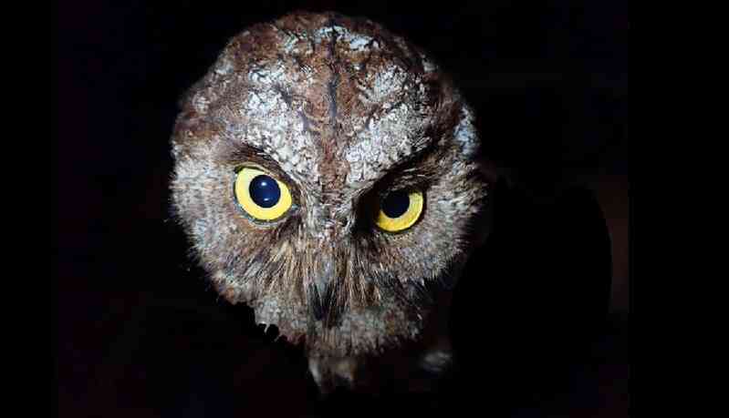 Đã phát hiện ra loài cú mèo Scops-Owl mới ở Châu Phi - Ảnh 3. Đã phát hiện ra loài cú mèo Scops-Owl mới ở Châu Phi - Ảnh 3.