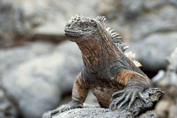 Kỳ nhông biển: Những con thằn lằn có vẻ ngoài giống như Godzilla
