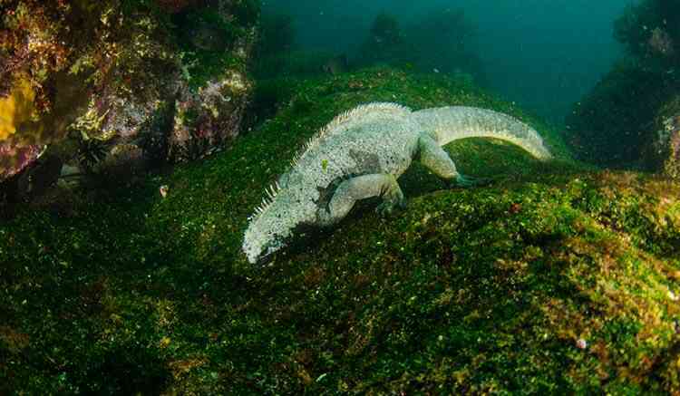 Kỳ nhông biển: Những con thằn lằn có vẻ ngoài giống như Godzilla - Ảnh 3. Kỳ nhông biển: Những con thằn lằn có vẻ ngoài giống như Godzilla - Ảnh 3.