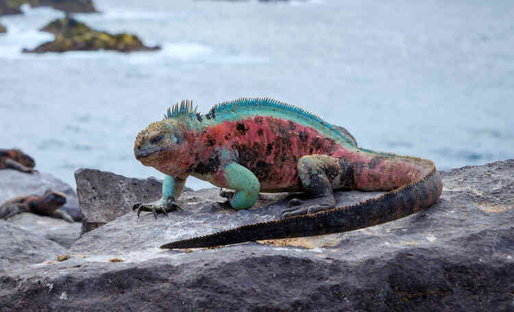 Kỳ nhông biển: Những con thằn lằn có vẻ ngoài giống như Godzilla - Ảnh 5. Kỳ nhông biển: Những con thằn lằn có vẻ ngoài giống như Godzilla - Ảnh 5.