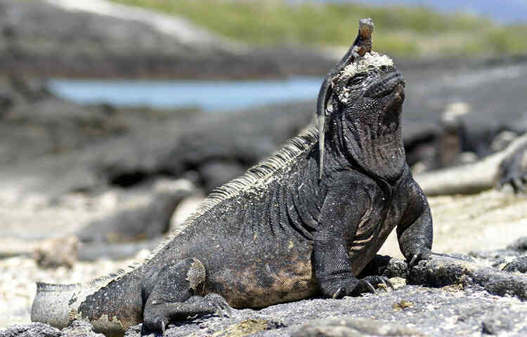 Kỳ nhông biển: Những con thằn lằn có vẻ ngoài giống như Godzilla - Ảnh 6. Kỳ nhông biển: Những con thằn lằn có vẻ ngoài giống như Godzilla - Ảnh 6.