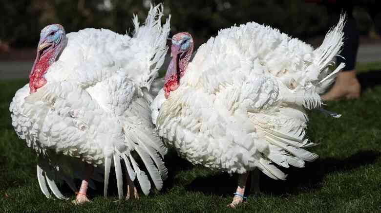 Chuyện gì sẽ xảy ra với những con gà tây sau khi được tổng thống Mỹ ân xá dịp lễ Tạ ơn?