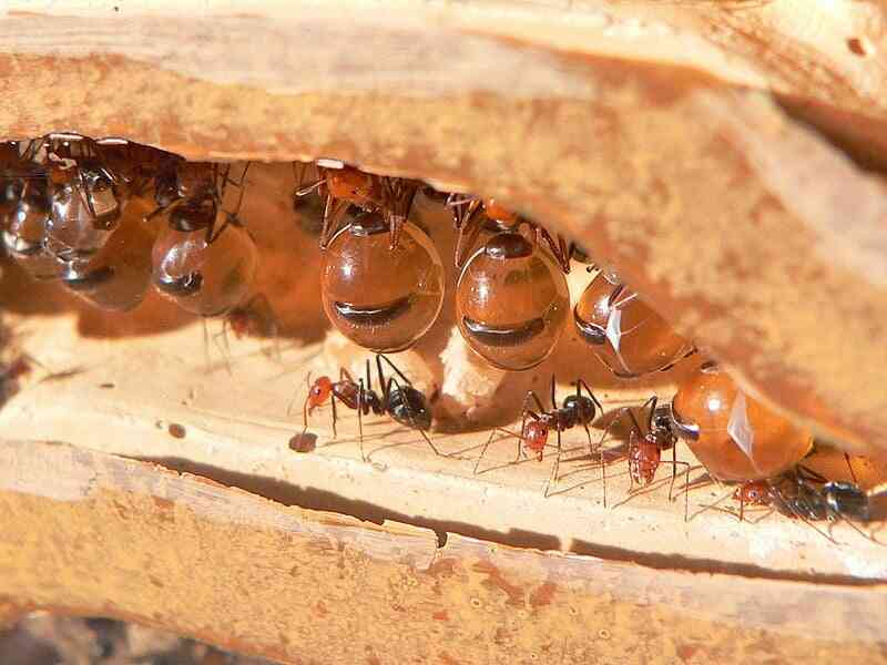 Kiến Honeypot: Loài kiến sản xuất mật duy nhất trên hành tinh của chúng ta! - Ảnh 1. Kiến Honeypot: Loài kiến sản xuất mật duy nhất trên hành tinh của chúng ta! - Ảnh 1.