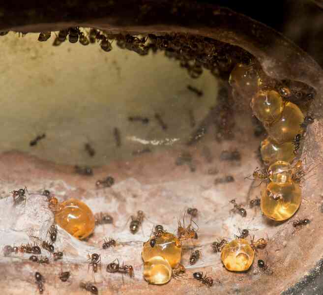 Kiến Honeypot: Loài kiến sản xuất mật duy nhất trên hành tinh của chúng ta! - Ảnh 2. Kiến Honeypot: Loài kiến sản xuất mật duy nhất trên hành tinh của chúng ta! - Ảnh 2.
