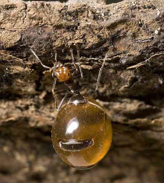 Kiến Honeypot: Loài kiến sản xuất mật duy nhất trên hành tinh của chúng ta! - Ảnh 3. Kiến Honeypot: Loài kiến sản xuất mật duy nhất trên hành tinh của chúng ta! - Ảnh 3.
